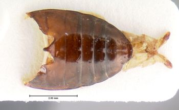 Media type: image;   Entomology 5666 Aspect: genitalia